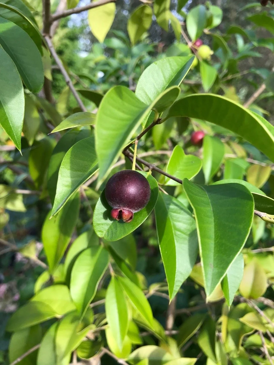 Myrcianthes pungens - Guabiju - Seeds 【熱帯果樹】グアビユ